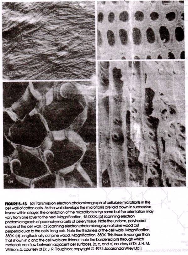 Identification of Cellulose 