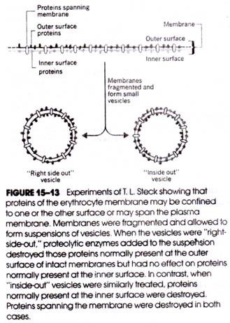 Experiments of T.L. Steck showing that Proteins of the Erythrocyte Membrane may be Confined to One or the Other Surface or May Span the Plasma Membrane