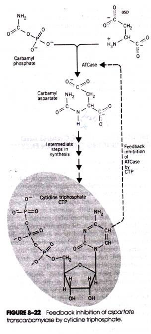 Feedback inhibition of aspartate transcarbamylase by cytidine triphospate