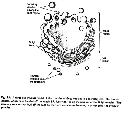 Wavelike character of electromagnetic radiation such as light