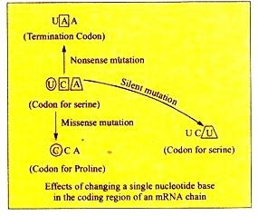 Relationship between Substrate Concentration and Enzyme Activity