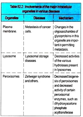 Autoradiogram of Thin Section through dividing Escherichia Coli Cells 