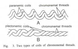 Meiosis - II