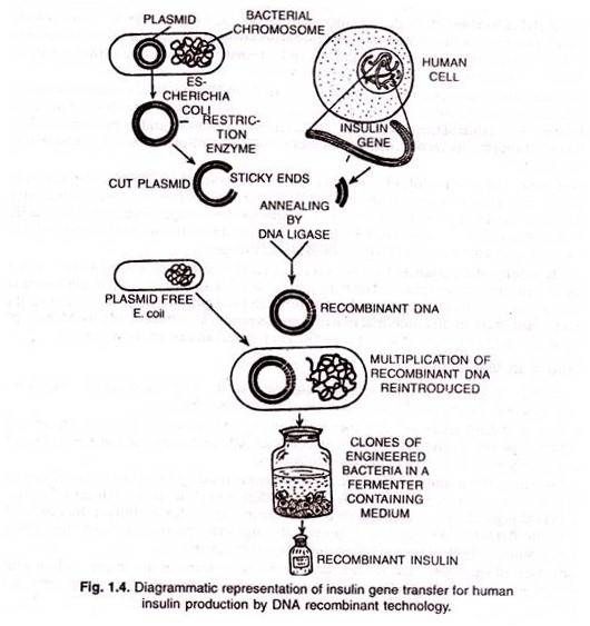 Plastids, their occurance and functions