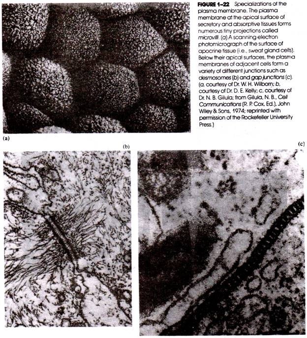 Specializations of the plasma membrane