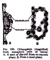 Stereoscopic diagram ahowing the tertiary structure of the alpha globin chain of hemoglobin