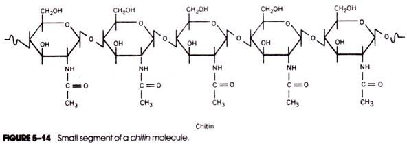 Small Segment of a chitin molecule