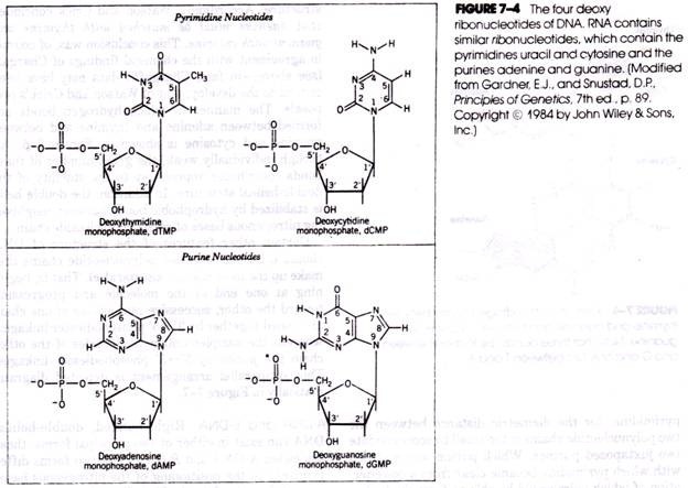 The Four deoxy ribonucleotides of DNA