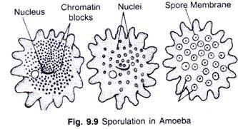 Sporulation in Amoeba