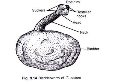 Bladderworm of T. solium