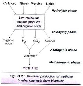 Life Cycle of P. vivax