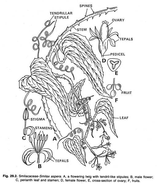 Rod cells on the vertebrate eye