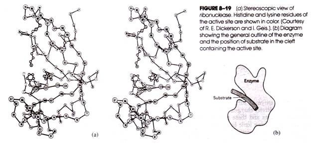 Ribonuclease with two different view