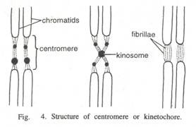 Mitochondria