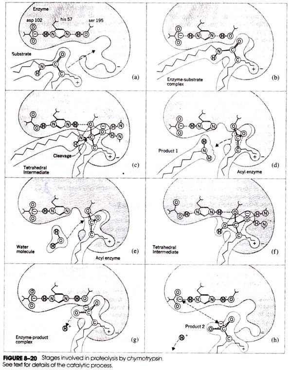 Stages involved in proteolysis by chymotrypsin