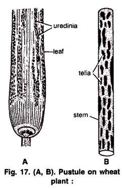 Detailed structure of a portion of T.S of Zea Mays stem