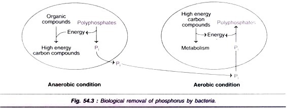 Machanicm of Protein Synthesis