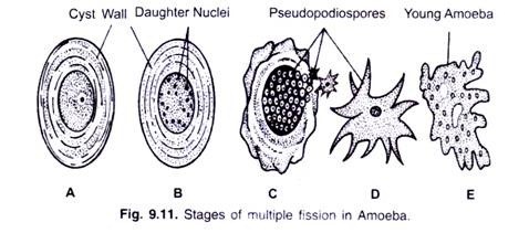 Stages of multiple fission in Amoeba