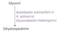 Proliferative cycle of the bacteriophage