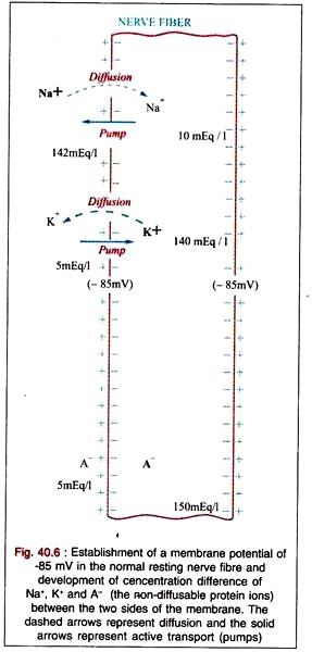 Movements of Electrons during the Light Reactions of Photosynthesis