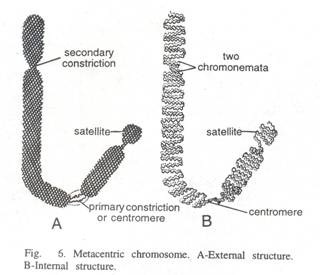Detailed structure of a portion of T.S of gram root