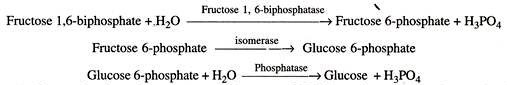 Some enzymes that require cofactors