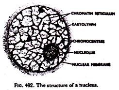 Gobiet Cell of the Intestinal Epithelium showing the Location of the Dictyosomes 