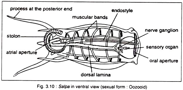 The Sphingolipids sphingosine (a) and sphingomyelin (b)