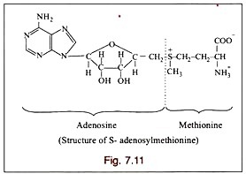 Fractionation of Liver Tissue by differential Centrifugation