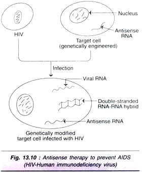 Various Arrangements of Cristae in the Mitochondrion