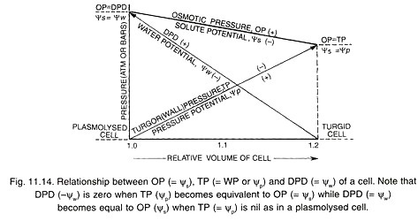 Fracture Faces of and Particle Distributions in the Outer and Inner Membranes of the Mitochondrion