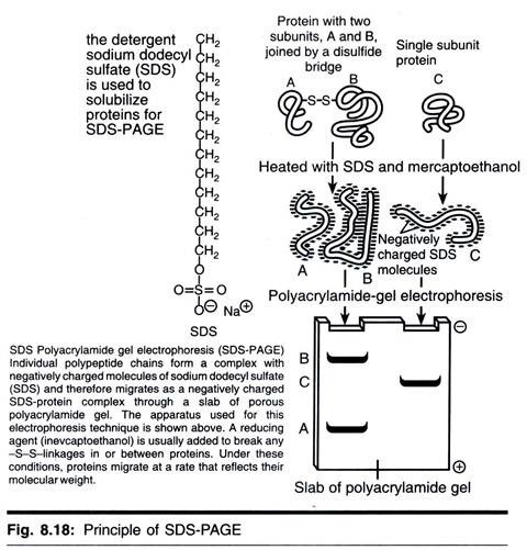 Free (a) and attached (b,c,d) ribosomes