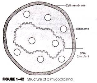 Structure of a mycoplasme