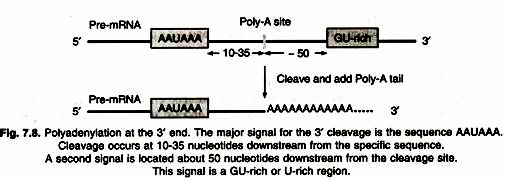 Life cycle of culex