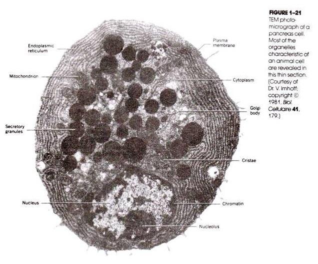 TEM photomicrograph of a pancreas cell