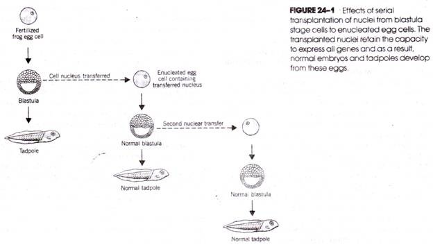 Effects of serial transplantation of nuclei from blastula stage cells to enculeated egg cells