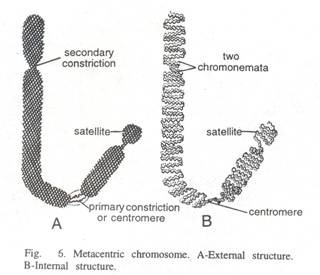 Antibody genes