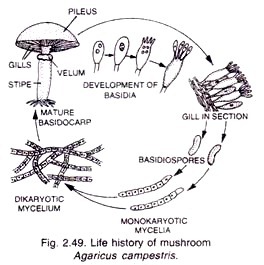 Diagrammatic representation of an integrated pest manement programme