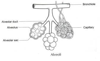 Root Nodules of a leguminous plant containing nitrogin-fixing bacteria