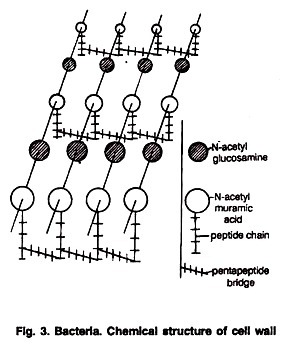 The Three General forms of survivorship curve