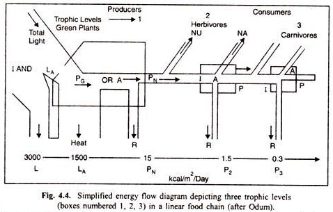 Simplified energy flow diagram depicting three trophic levels