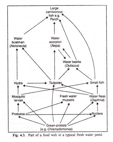 Part of a food web in a typical fresh water pond