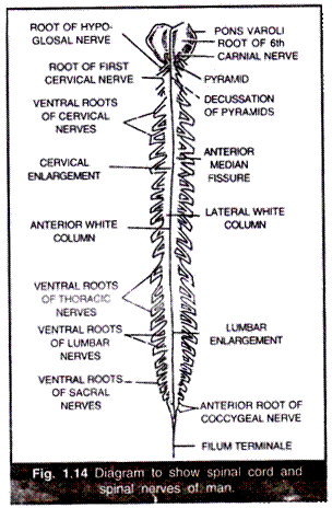 A Simple Diagram of the phosphorus cycle