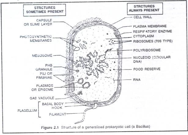 Structure of a generalised prokaryotic cell