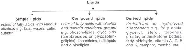 Lipids 