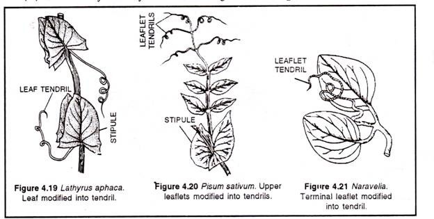 Leaf Tendrils