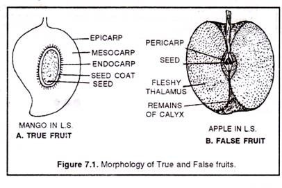 Morphology of true and false fruits