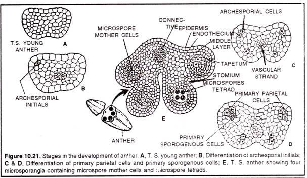 Stages in the development of anther