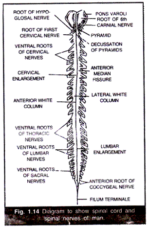 Spinal Cord and Spinal Nerves of Man