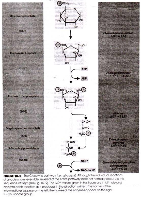 Scheme showing how a xenobiotic can be detoxified and excreted